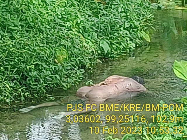 Kapolsek Bangun Pimpin Evakuasi Temuan Mayat Di Parit Kebun Kelapa Sawit PT SIPEF