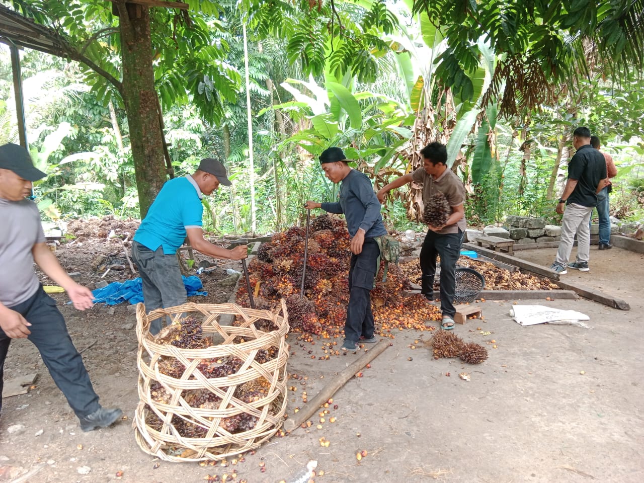 Polsek Kualuh Hulu Tangkap Pencuri Berikut Penadah TBS