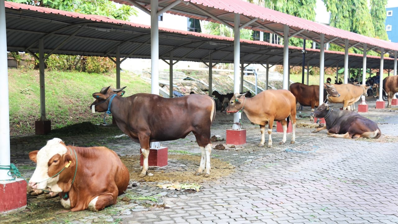 BP Batam Sembelih 14 Sapi dan 12 Kambing Kepada Masyarakat yang Membutuhkan