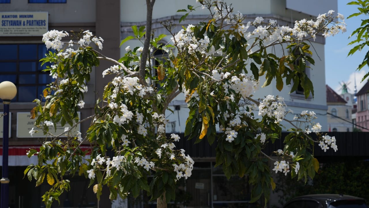 Bunga Tabebuya Bermekaran Sepanjang Pendestrian Batam Center Seperti Vibes di Jepang