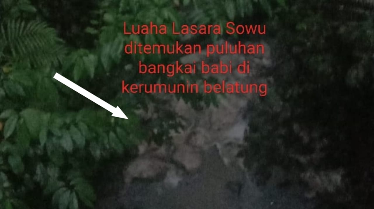 Diduga Dibuang oleh Orang Tak Dikenal, Puluhan Bangkai Babi Ditemukan di Sungai Bogae Pulau Nias