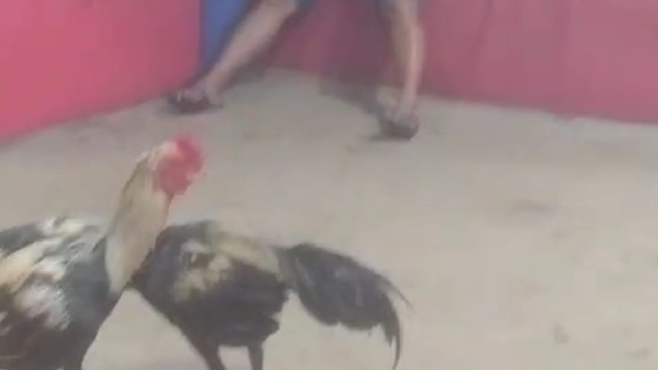 Sabung Ayam di Kecamatan Sagulung Terindikasi Dugaan Praktik Perjudian