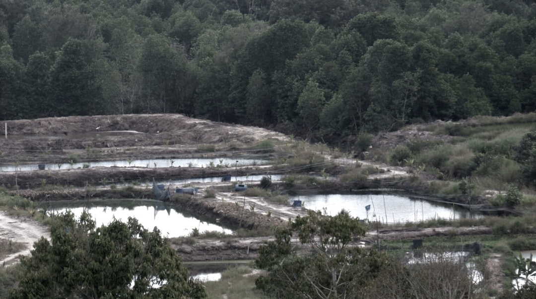 Omset Capai Miliaran Rupiah PT BSA Miliki Usaha Tambak Udang Diduga Beroperasi Ilegal
