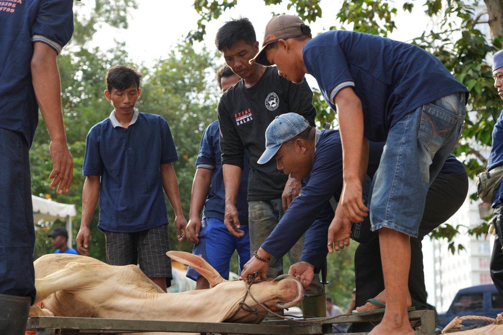 Semarak Idul Adha 1447 Hijriah, BP Batam Sembelih 33 Hewan Kurban Tingkatkan Kepedulian Sosial